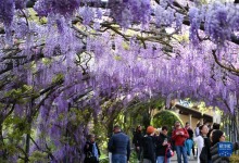 佛罗伦萨：紫藤花开