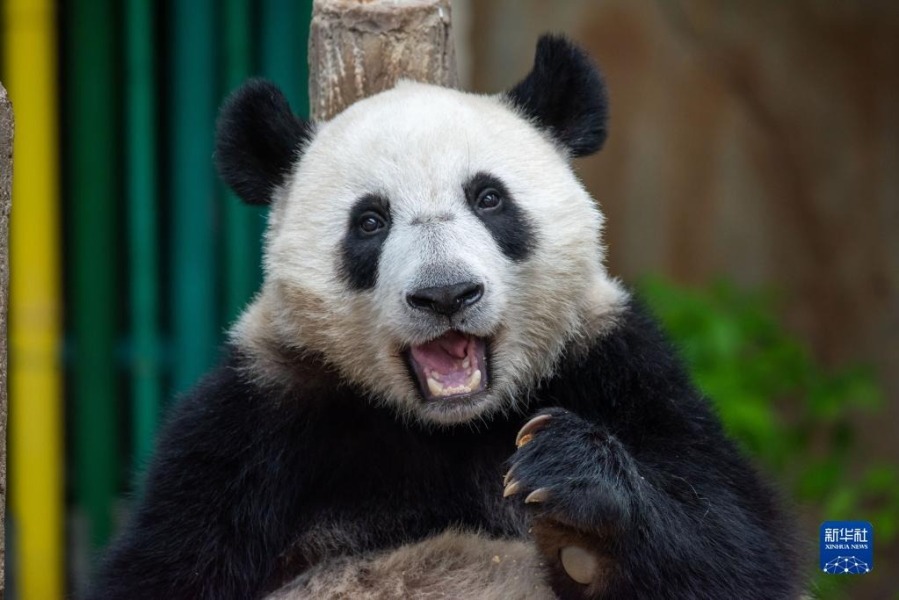 这是3月11日在马来西亚吉隆坡拍摄的大熊猫“升谊”。新华社发（张纹综摄）