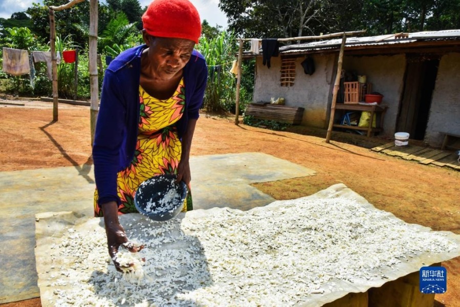 11月16日，在喀麦隆南部大区曼贡市一村庄，一名妇女在晒木薯块。新华社发（科普索摄）