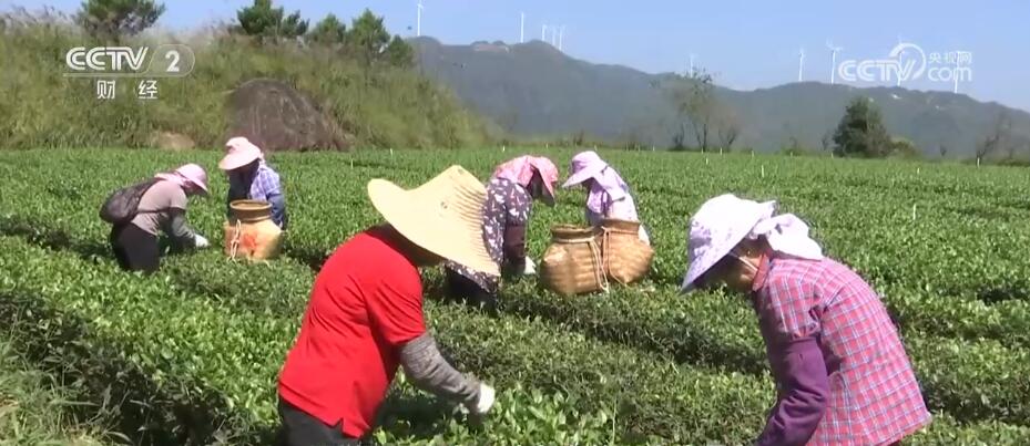 秋收时节好“丰”景 五谷蕃熟穰穰满家