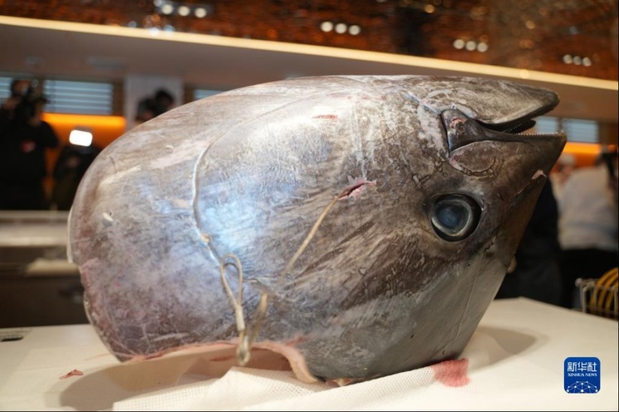 这是1月5日在日本东京表参道一家餐馆拍摄的最高价金枪鱼的鱼头。新华社记者 张笑宇 摄