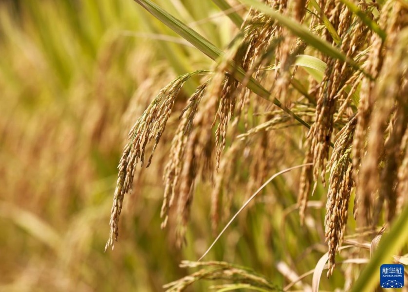 9月4日在贵州省铜仁市玉屏侗族自治县拍摄的成熟的稻穗。新华社发（胡攀学摄）