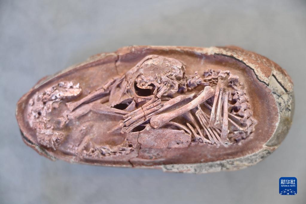 中国发现保存在恐龙蛋化石中的完美胚胎