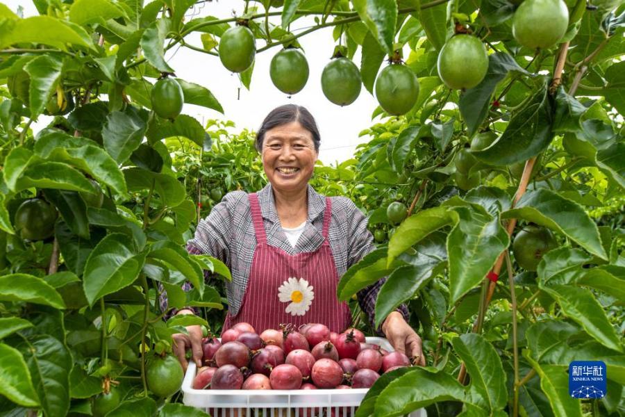 8月30日，在贵州省黔西市林泉镇海子社区生态农业园，村民展示采收的百香果。

初秋的田野，处处是收获的忙碌和喜悦。

新华社发（史开心摄）