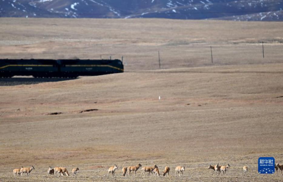 5月29日，一群藏羚羊在青海省玉树藏族自治州境内的草原上活动，一列火车行驶在它们身后的青藏铁路上。