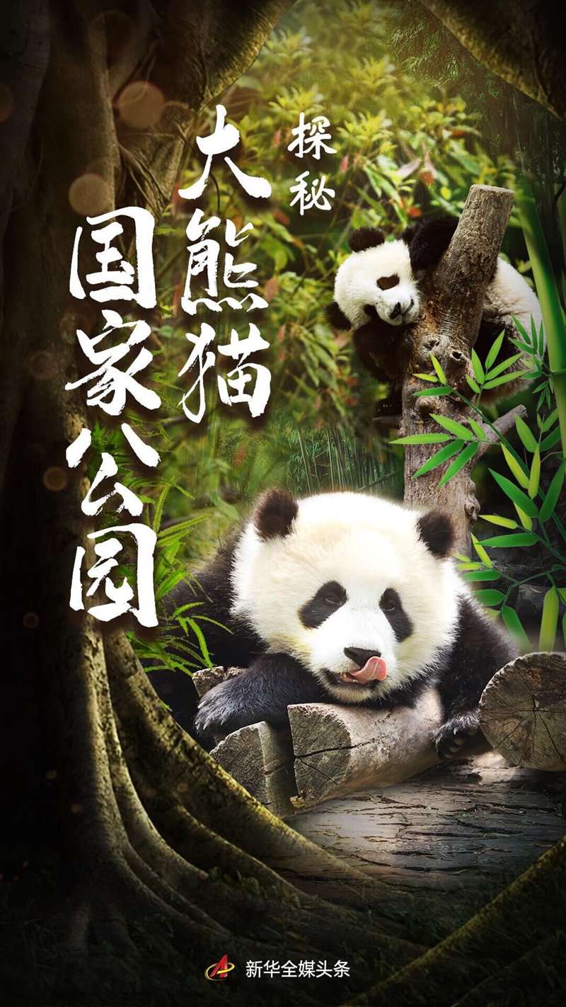 探秘大熊猫国家公园——共建人与自然和谐共生的乐园