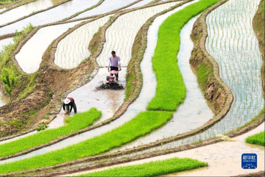 4月20日，云南水富市永安村农民在打理水田、扯秧苗。新华社发（狄廷秀摄）