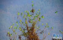 十分罕见！摄影师拍摄到云南瑞丽上百只花头鹦鹉同框画面