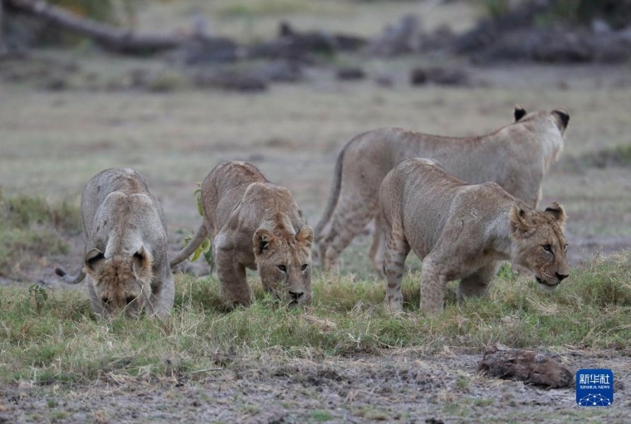 这是6月12日在肯尼亚安博塞利国家公园拍摄的狮群。新华社记者 龙雷 摄