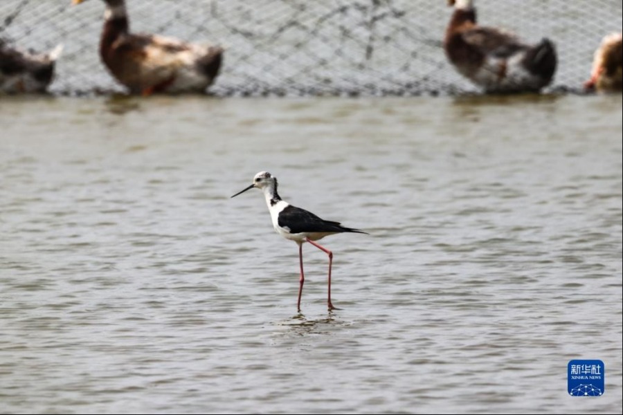 这是4月27日在海南东寨港国家级自然保护区内拍摄的黑翅长脚鹬。