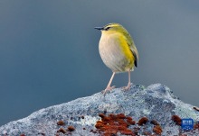 岩异鹩当选2022年新西兰“年度鸟类”
