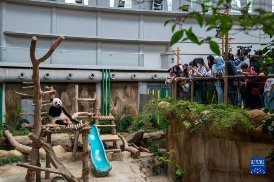3月11日，游客在马来西亚吉隆坡观看大熊猫。新华社发（张纹综摄）