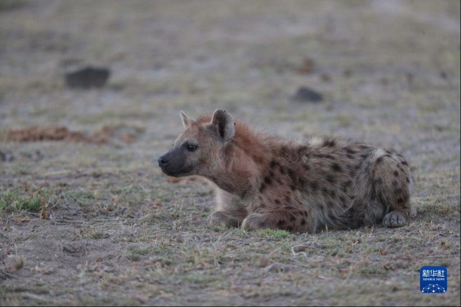 这是6月12日在肯尼亚安博塞利国家公园拍摄的鬣狗。新华社记者 龙雷 摄