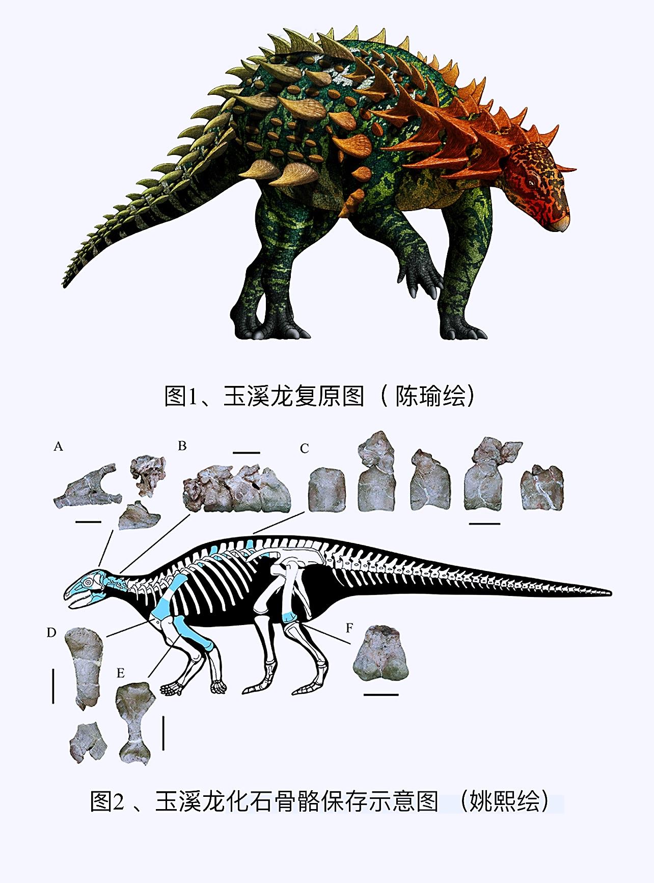 中国发现一新属种有甲类恐龙——科氏玉溪龙