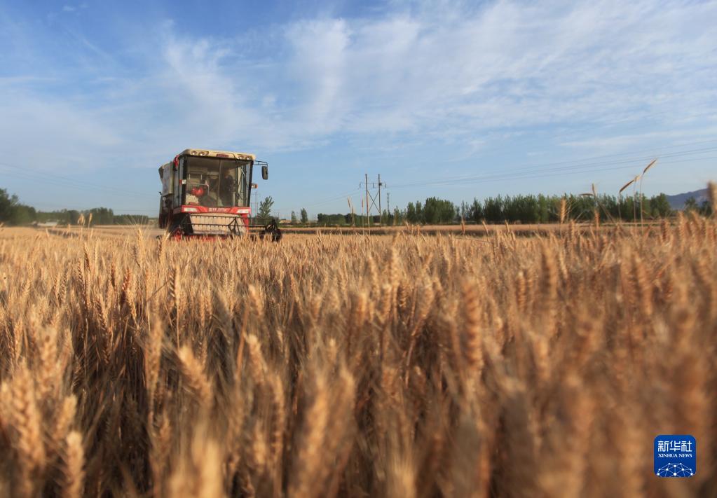 全国收获小麦过两成