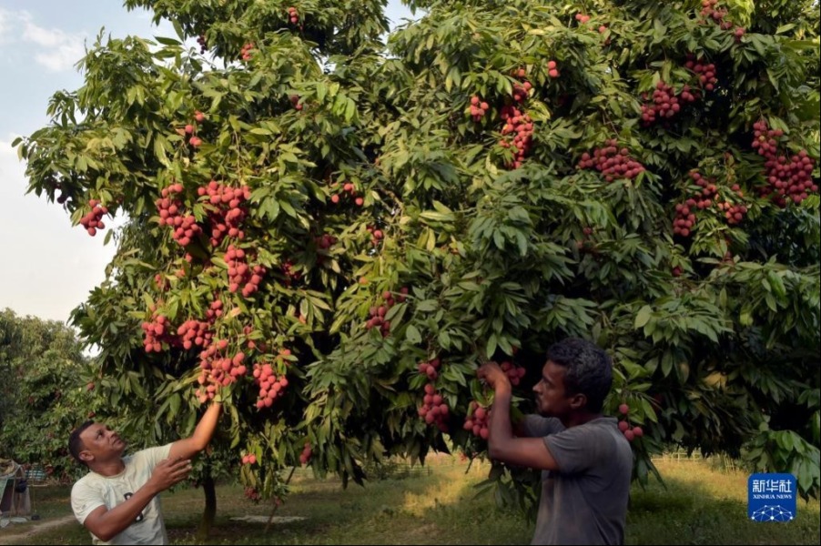 6月4日，农民在孟加拉国迪纳杰布尔的果园里采摘荔枝。新华社发