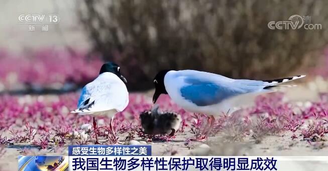 中国生物多样性保护取得明显成效 一起来感受生物多样性之美！