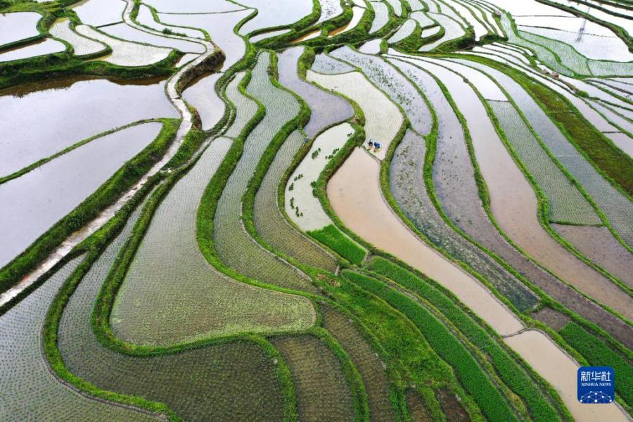 6月1日，农民在贵州省贵定县沿山镇石板村的腊利梯田上移栽水稻秧苗（无人机照片）。
