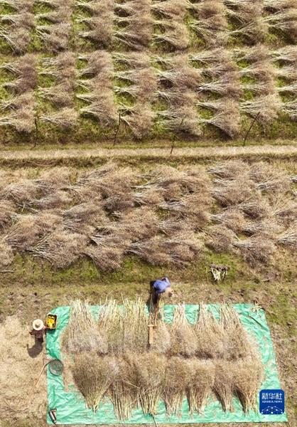 5月4日，在湖南省衡阳市衡东县杨林镇，当地村民在采收油菜籽（无人机照片）。新华社发（曹正平摄）
