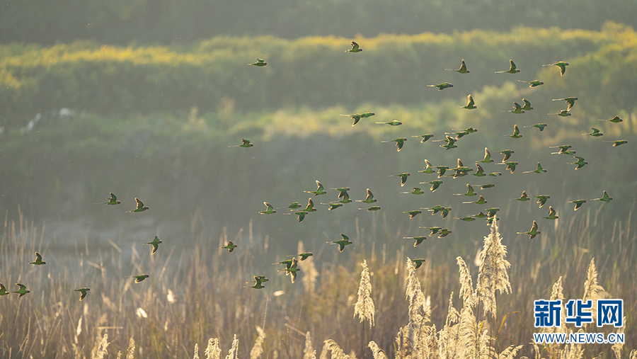 十分罕见！摄影师拍摄到云南瑞丽上百只花头鹦鹉同框画面