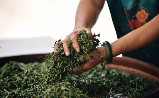 Life With Fragrant Wuzhou Liubao Tea