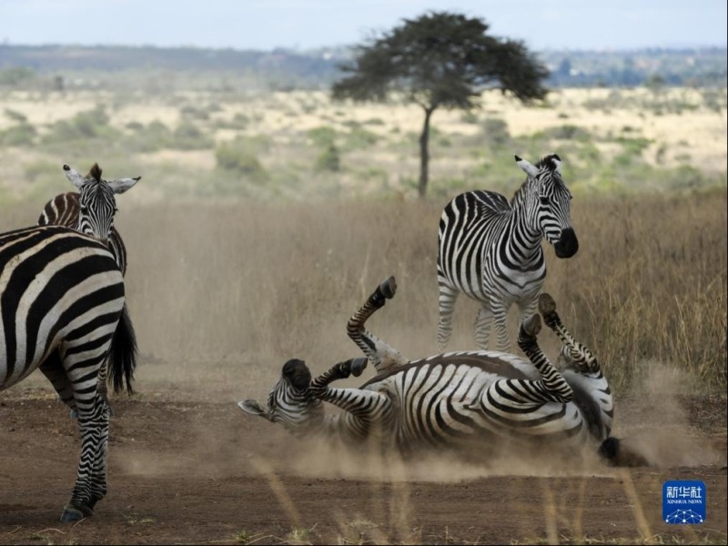 这是10月15日在肯尼亚内罗毕国家公园拍摄的斑马。新华社记者 李亚辉 摄