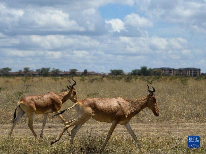 这是10月15日在肯尼亚内罗毕国家公园拍摄的羚羊。新华社记者 李亚辉 摄
