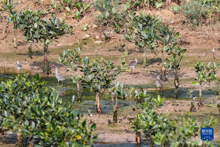 这是4月27日在海南东寨港国家级自然保护区内拍摄的红树林幼苗。