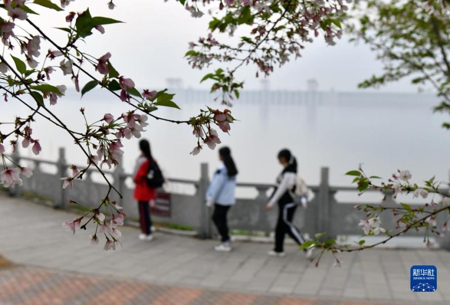 4月2日，游客在湖北省宜昌市秭归县屈原故里文化旅游区赏樱游玩（无人机照片）。

春光明媚，人们纷纷来到户外，踏青游玩，感受春日美好。

新华社发（王辉富摄）