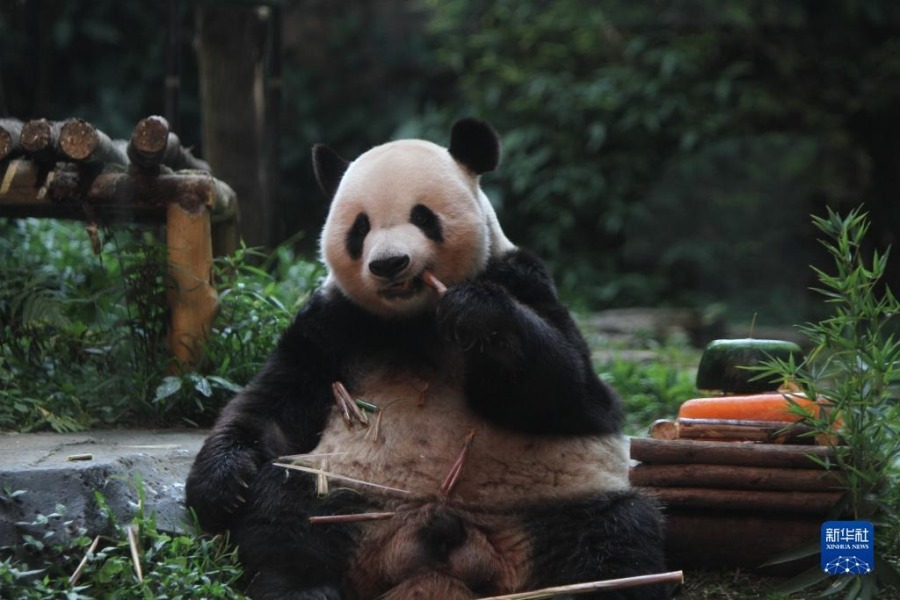 8月5日，在印度尼西亚茂物的印尼野生动物园，大熊猫“彩陶”享用“生日蛋糕”。新华社发（桑迪卡摄）