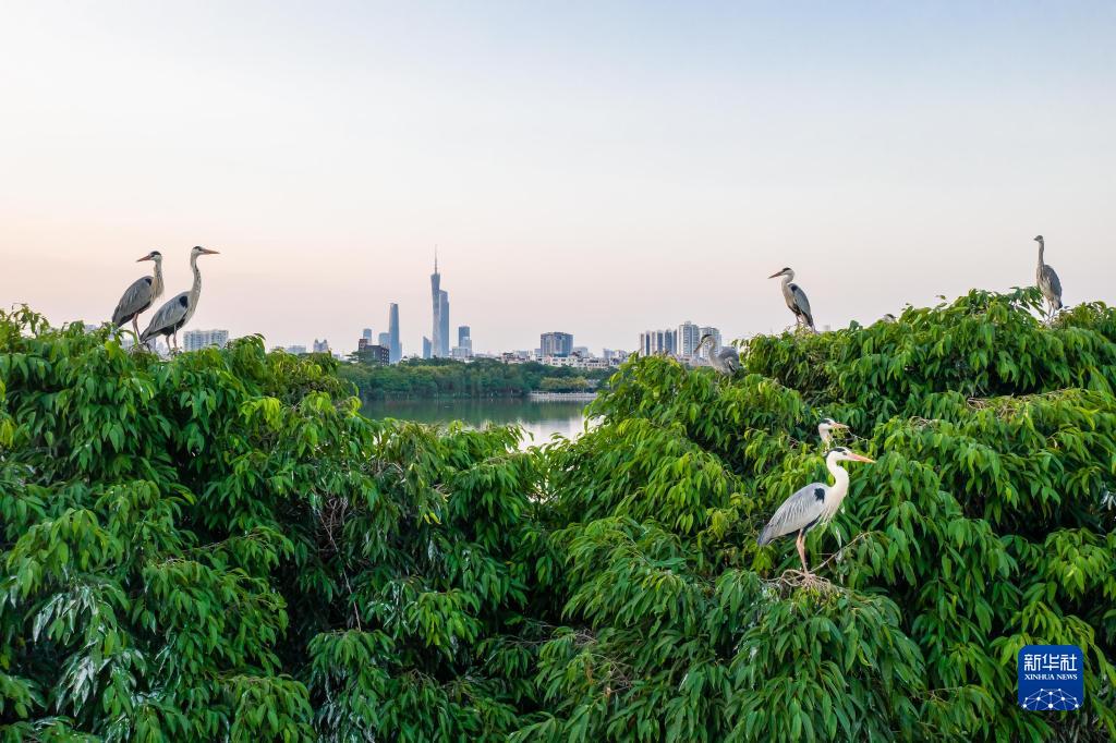 （新华全媒+）湿地之美丨广州海珠湿地