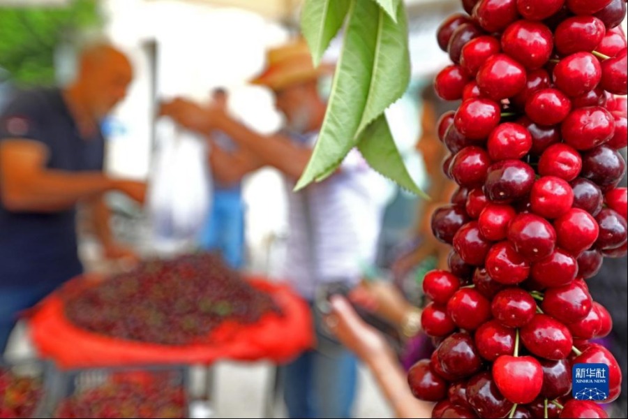 这是6月11日在黎巴嫩哈马纳举办的樱桃节上拍摄的樱桃。新华社发（比拉尔·贾维希摄）