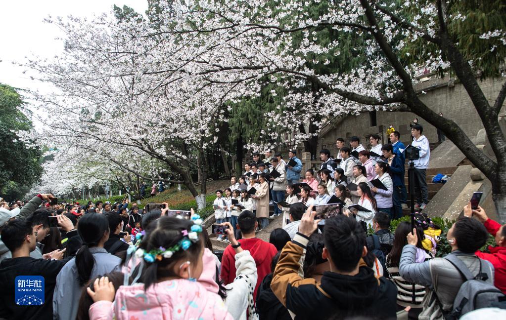 武汉大学邀请抗疫医护人员赏樱