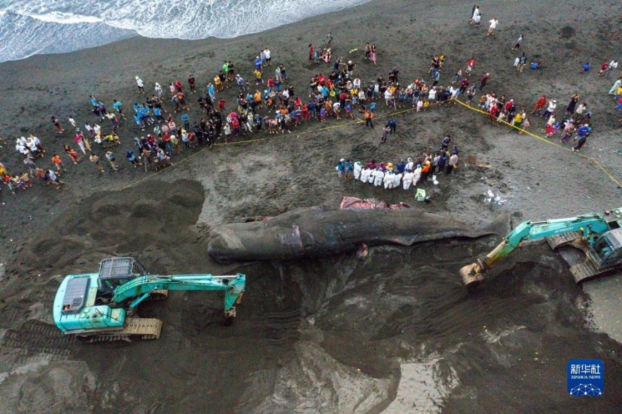 4月6日，在印度尼西亚巴厘岛克隆孔，工作人员操作挖掘机准备埋葬抹香鲸的遗体（航拍照片）。新华社发（迪基 摄）