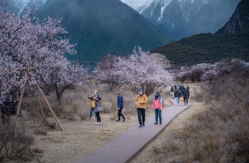 西藏林芝：春到雪域江南 桃花深处做“文章”