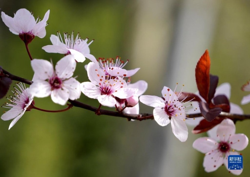 这是3月18日在意大利罗马阿达公园拍摄的春花。新华社记者 金马梦妮 摄