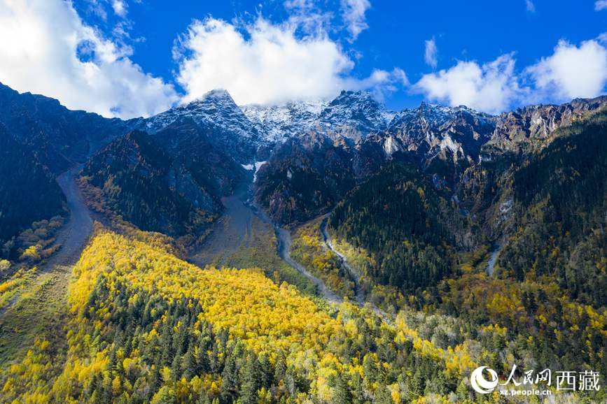 青藏高原科学工作者：观测植被演替 呵护高原生态