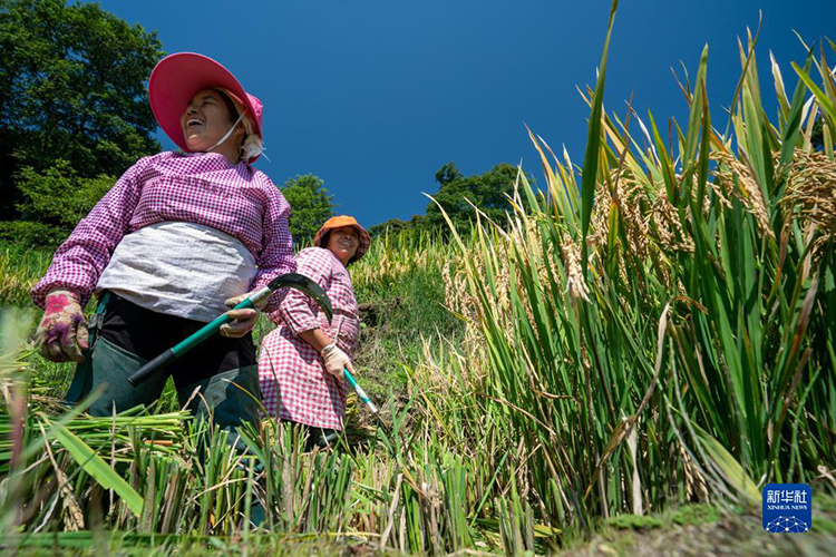 中國農民豐收節來了各地農民忙收穫