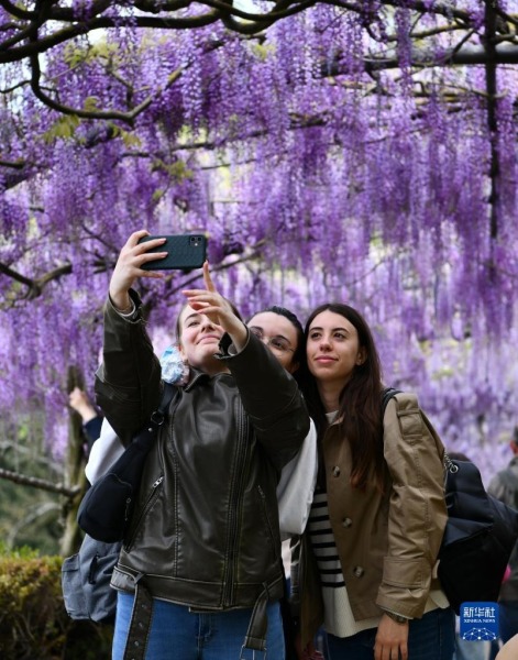4月24日，在意大利佛罗伦萨，游客在紫藤花旁自拍。新华社记者 金马梦妮 摄