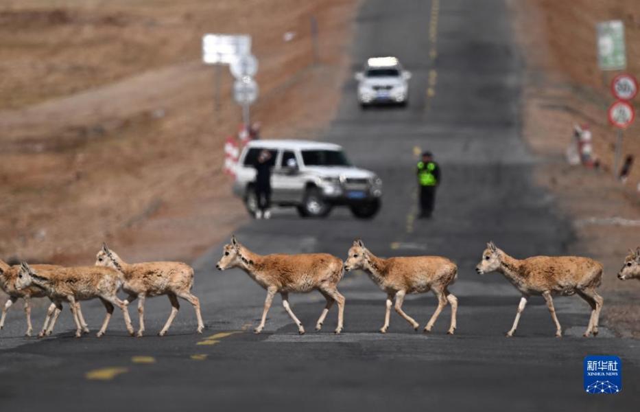 5月28日，在青海可可西里，一群雌性待产藏羚羊通过青藏公路。