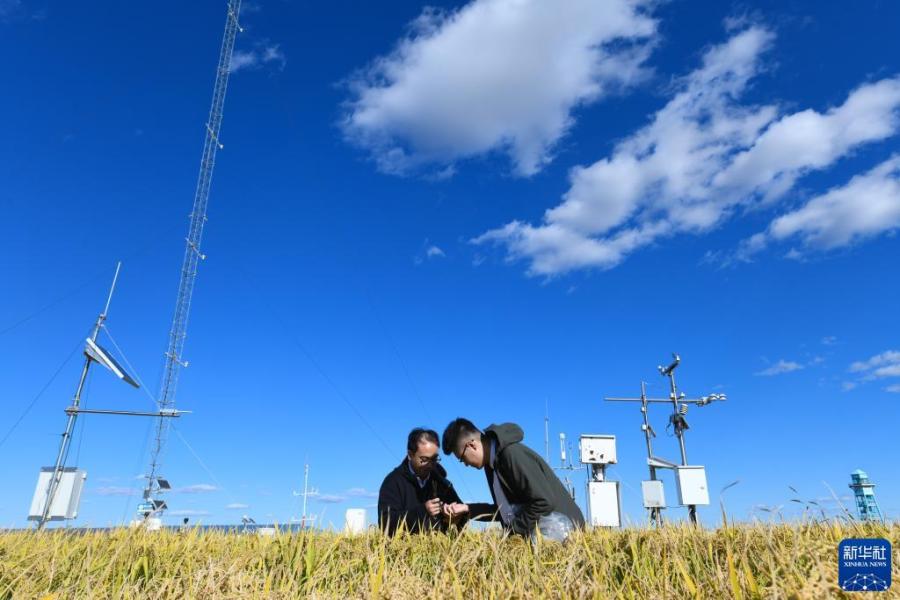在富锦市现代农业万亩水稻科技示范园实验基地，气象员李辰晖（左）与王国泰查看水稻长势（9月22日摄）。