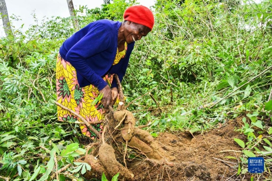 11月16日，在喀麦隆南部大区曼贡市一村庄，一名妇女在田中挖木薯。新华社发（科普索摄）