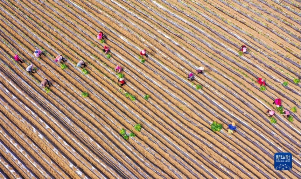 4月20日，村民在山东省滕州市东郭镇艳霞农业种植专业合作社种植红薯（无人机照片）。新华社发（宋海存 摄）