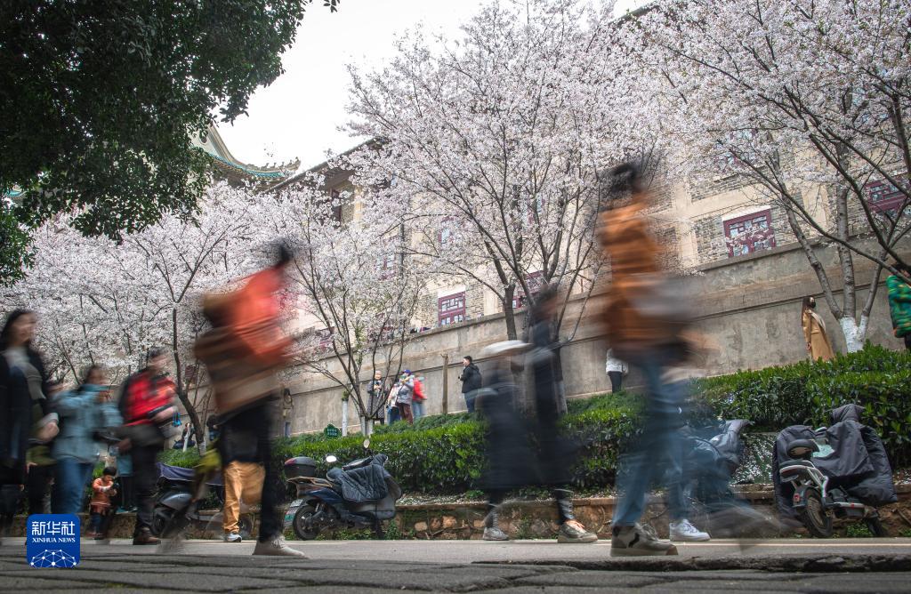 武汉大学邀请抗疫医护人员赏樱