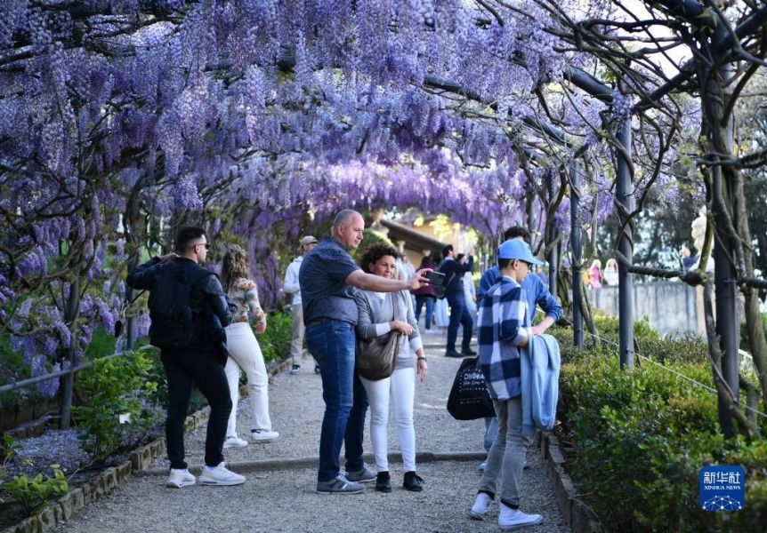 4月24日，在意大利佛罗伦萨，游客欣赏紫藤花。新华社记者 金马梦妮 摄