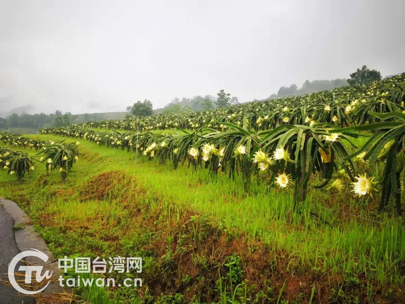 台湾品种和技术融入黔西南 “黔龙果”助农增收更红火