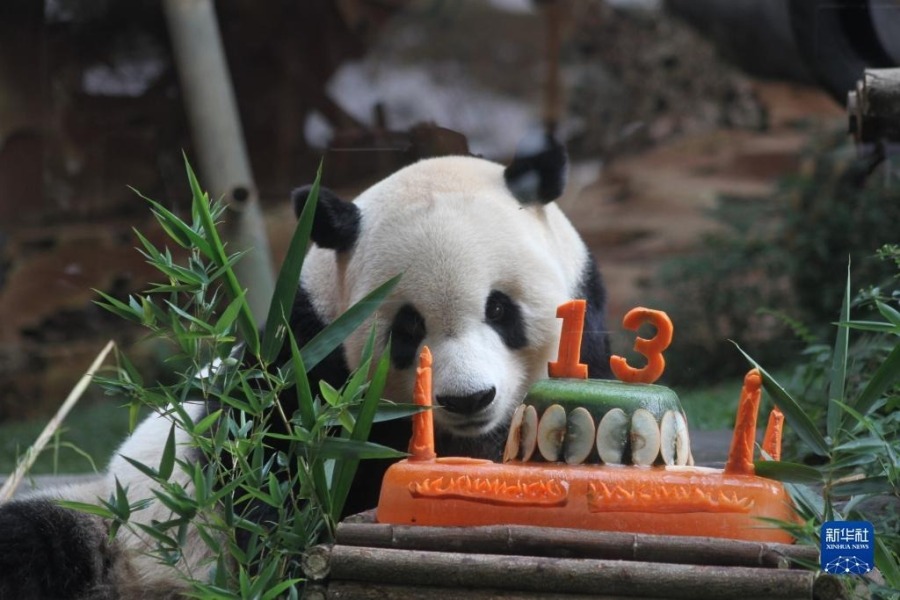 8月5日，在印度尼西亚茂物的印尼野生动物园，大熊猫“彩陶”享用“生日蛋糕”。新华社发（桑迪卡摄）