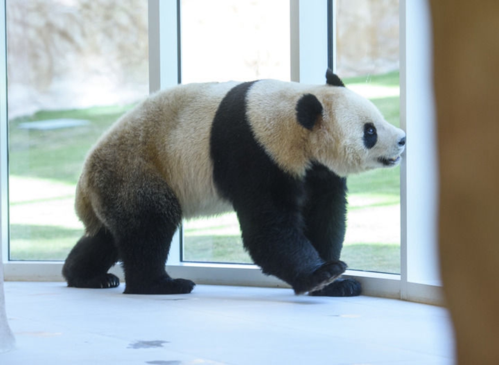“国宝”抵达卡塔尔 开启中国与中东地区首个大熊猫项目合作