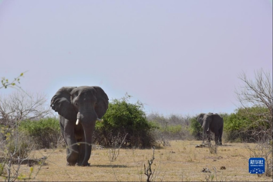 这是8月21日在博茨瓦纳乔贝国家公园拍摄的大象。新华社记者滕军伟摄