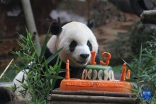印尼为大熊猫“彩陶”庆祝生日